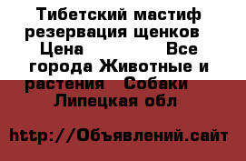 Тибетский мастиф резервация щенков › Цена ­ 100 000 - Все города Животные и растения » Собаки   . Липецкая обл.